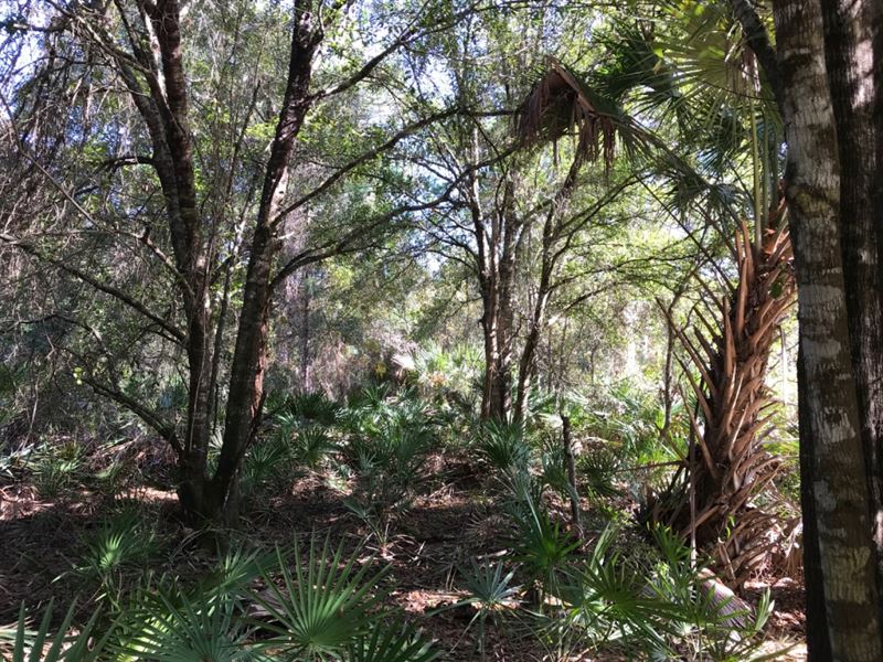 Invest in Half of The Culdesac : North Port : Sarasota County : Florida