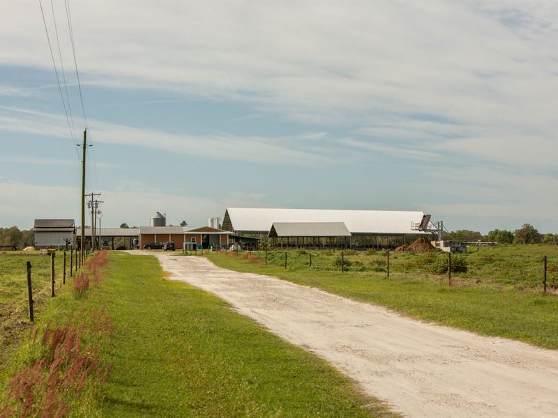 Fully Functioning Dairy Farm Live : Live Oak : Suwannee County : Florida