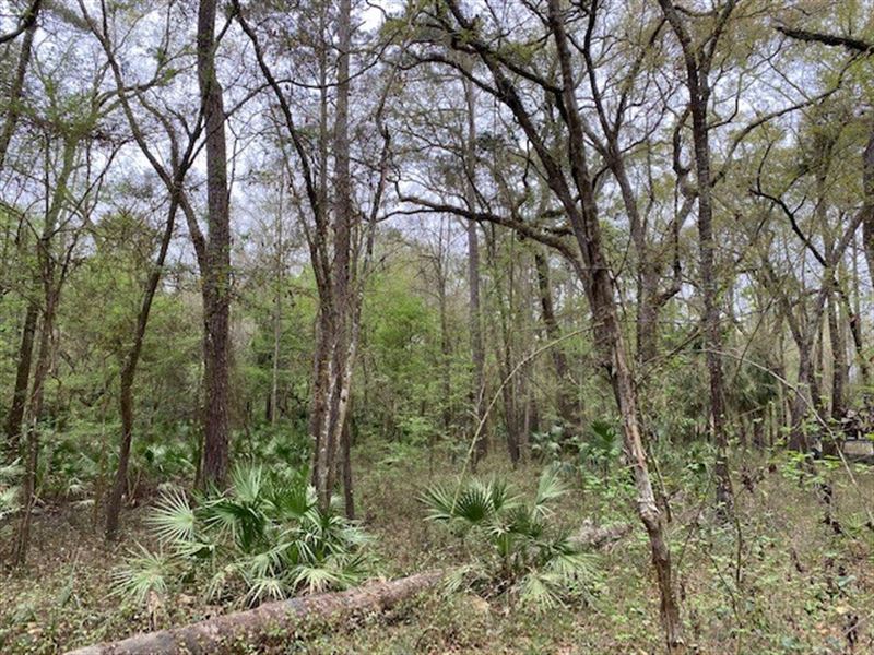 River Subdivision Lot Only $9,900 : Mayo : Lafayette County : Florida