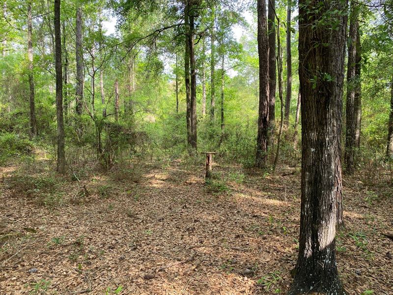 Beautiful River Lot in Mayo, FL : Mayo : Lafayette County : Florida