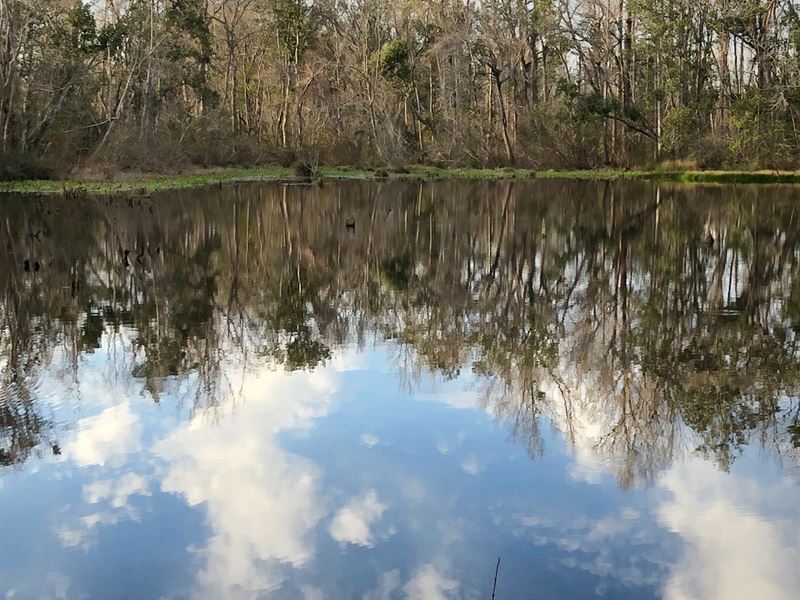 30+ Acres, Spring Fed Pond Pool : Quincy : Gadsden County : Florida