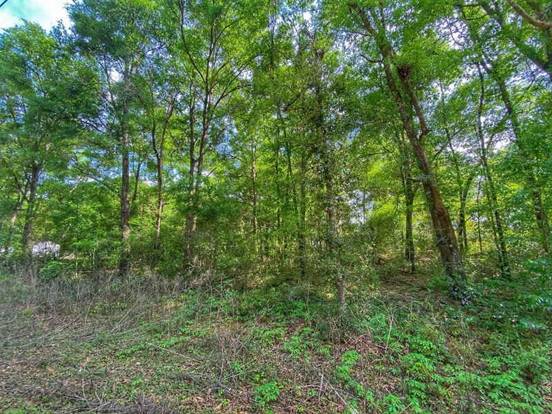 2 Vacant Lots in Sun N Fun : Trenton : Gilchrist County : Florida