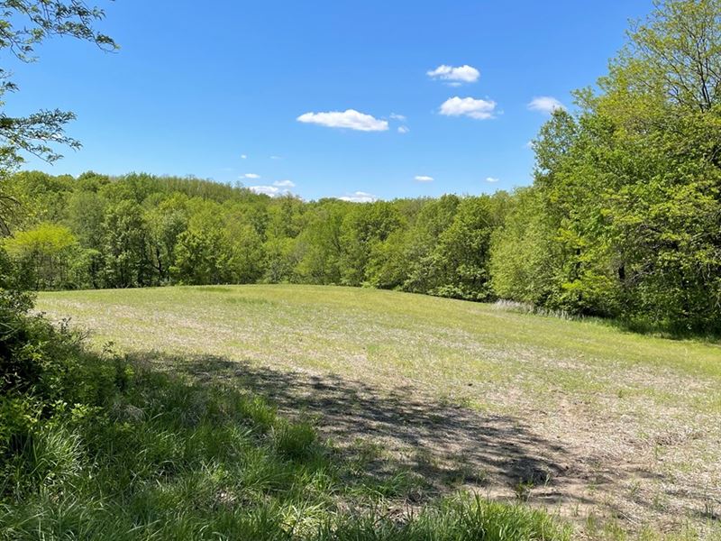 Row Crop, Pasture Hunting, 100 : Maysville : Dekalb County : Missouri