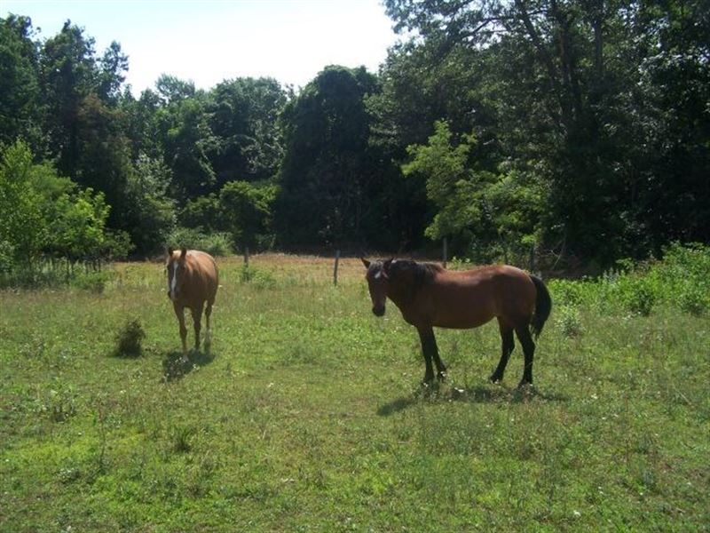 43.3 Acres Land Patrick County, VA : Meadows Of Dan : Patrick County : Virginia