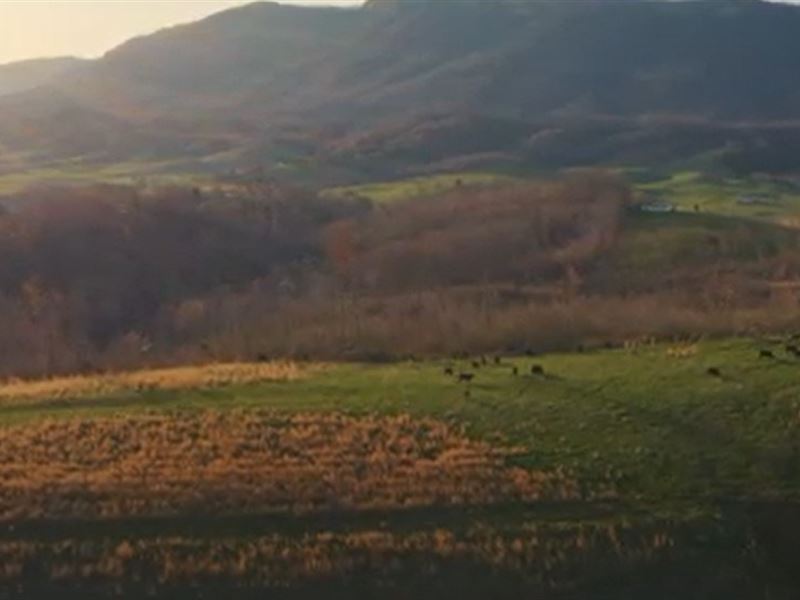 118 Acres Farmland Rose Hill, VA Land for Sale in Rose Hill, Lee