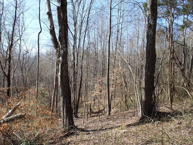 20 Acres Land Sell Patrick County : Stuart : Patrick County : Virginia