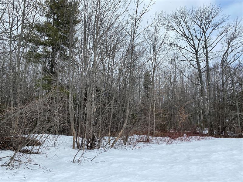 Maine Timber & Recreation Land : Patten : Penobscot County : Maine