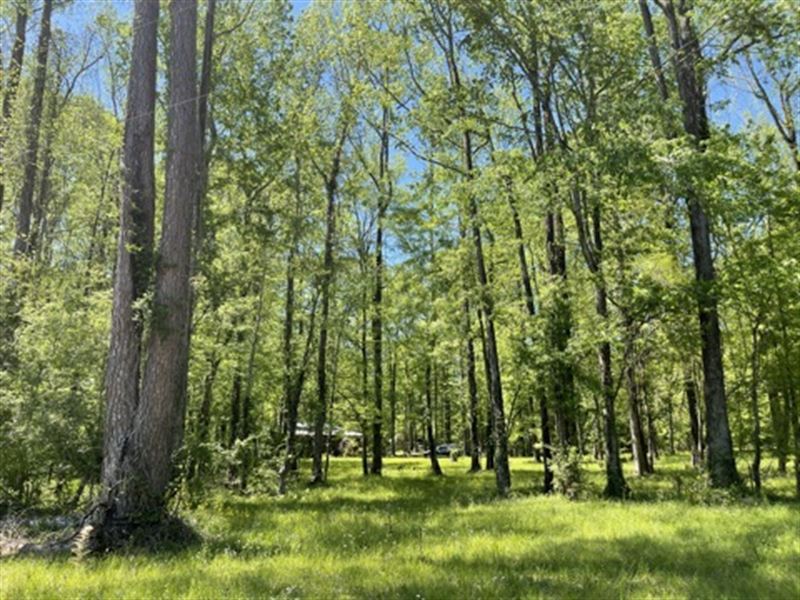 Great Camp in H.N.F : Roxie : Adams County : Mississippi