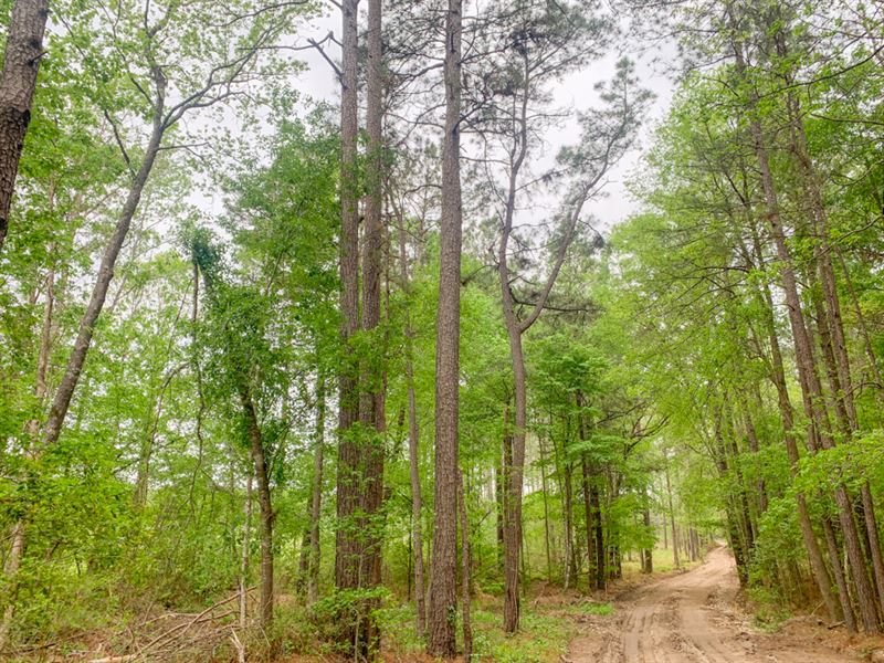 41 Acres Paces Creek : Corrigan : Polk County : Texas