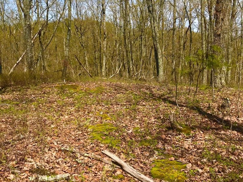 Small Acreage Getaway/Homesite : Owingsville : Bath County : Kentucky
