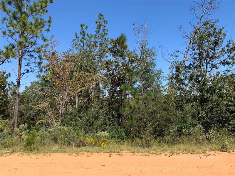 1.14 Acres for Sale in Alford, FL : Alford : Jackson County : Florida