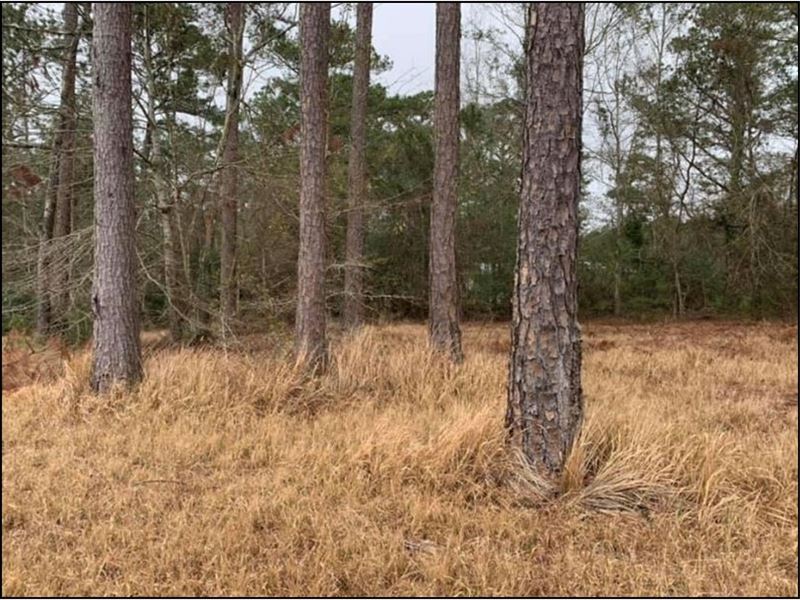288 Acres in Jackson County in Vanc : Vancleave : Jackson County : Mississippi