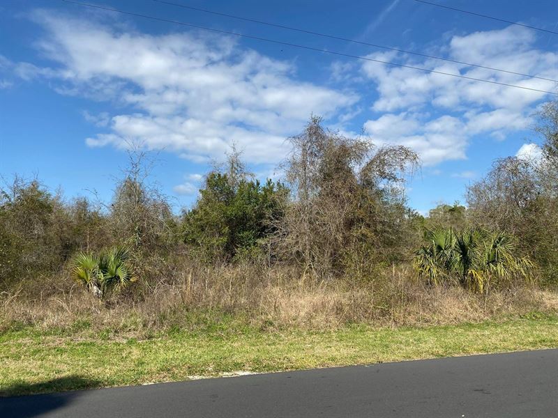 Land for Sale in Town : Chiefland : Levy County : Florida