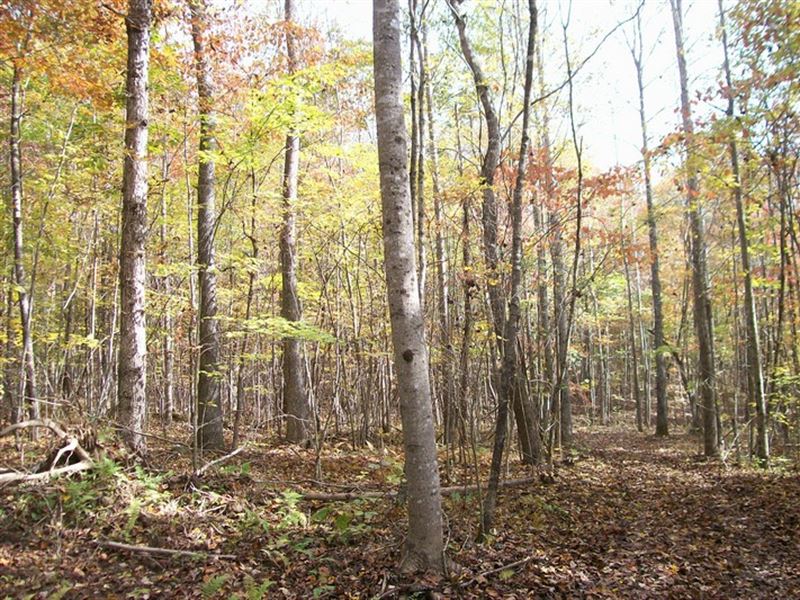 Private 5.12 Wooded Acres : Pikeville : Bledsoe County : Tennessee