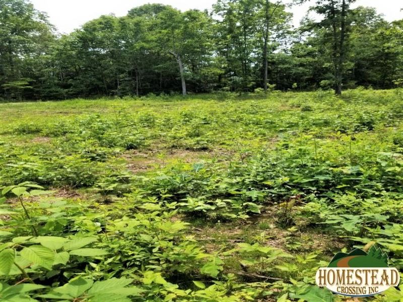 Huge Clearing with Some Acreage : Myrtle : Ripley County : Missouri