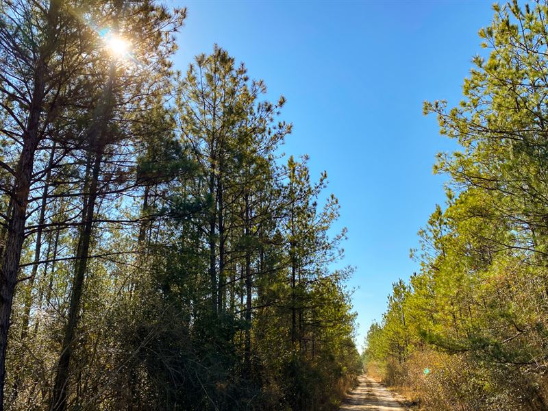24 Acres Black Creek Tract 8 : Warren : Tyler County : Texas