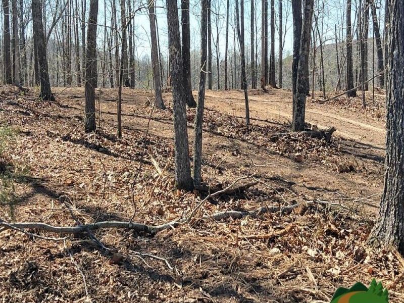Nice Clearing Tucked Away in Trees : Myrtle : Ripley County : Missouri