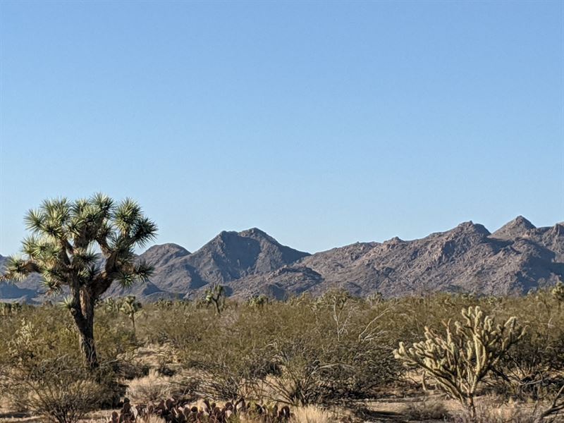 Get Ready for Some Fun in The Sun : Yucca : Mohave County : Arizona