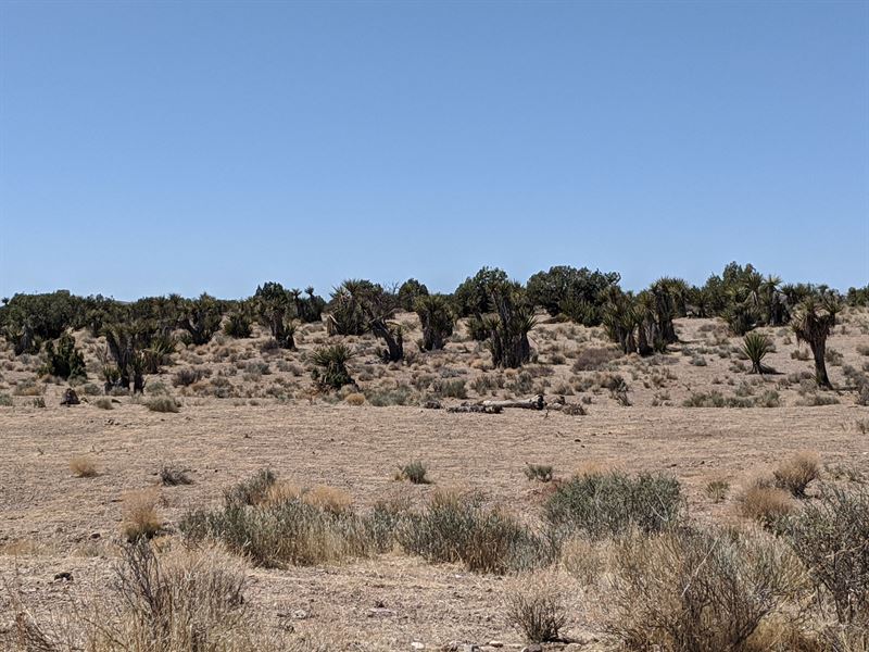 Lots of Fun for The Whole Family : Dolan Springs : Mohave County : Arizona