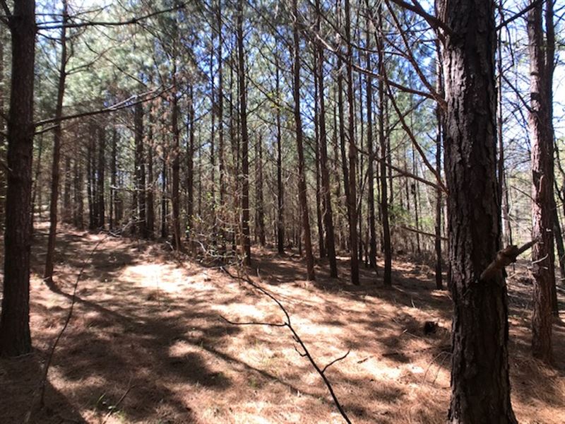 Mountain Top Cabin Site : Ashville : Saint Clair County : Alabama