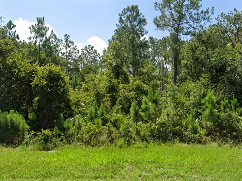 1.24 Acres Partially Cleared : Polk City : Polk County : Florida