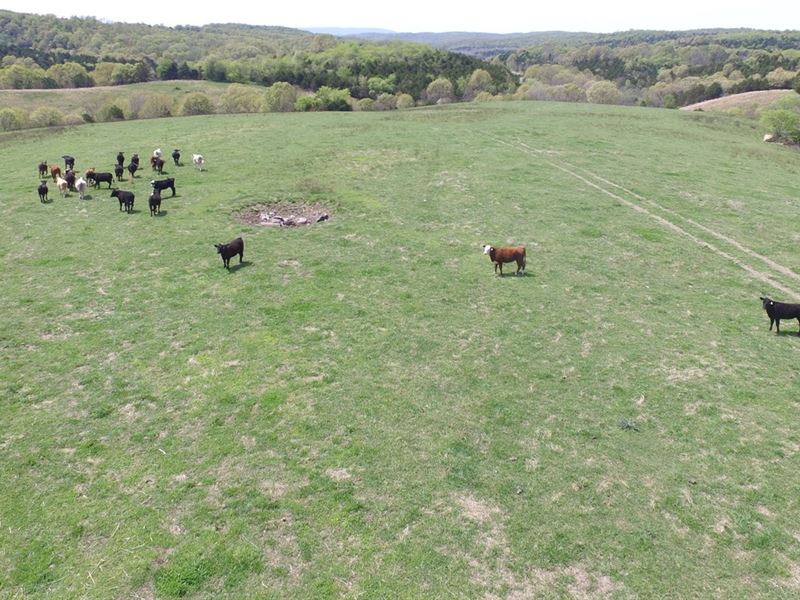 Cattle Acreage Multiple Springs : Cushman : Independence County : Arkansas