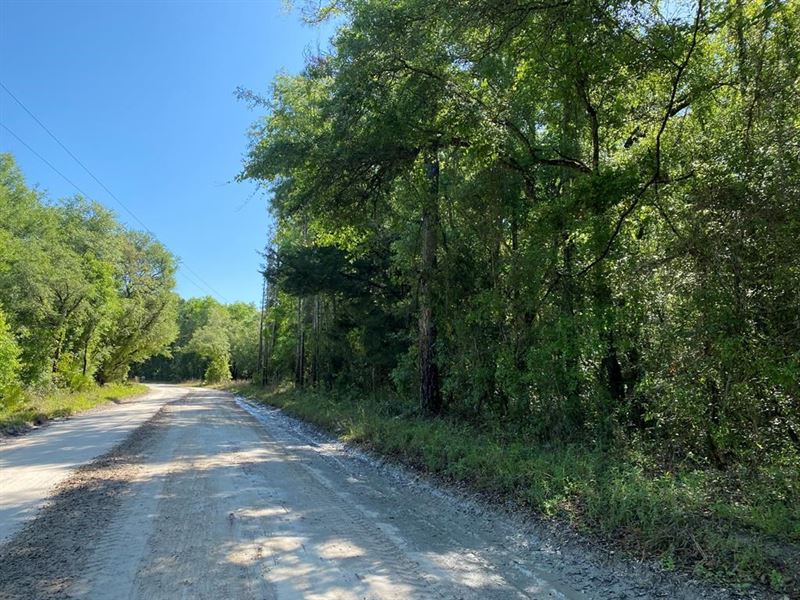 Trenton, FL Acreage for Sale : Trenton : Gilchrist County : Florida