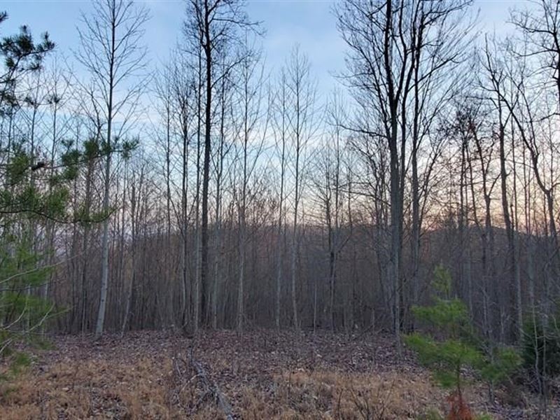 15 Acres Hunting Land Sneedville : Sneedville : Hancock County : Tennessee