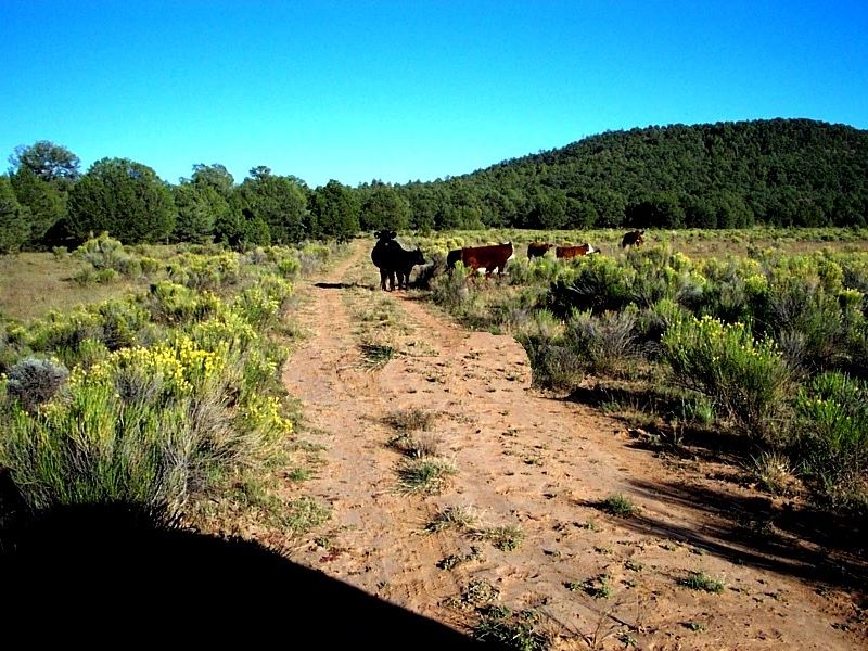 5 Gorgeous Wooded Acres : Grants : Cibola County : New Mexico