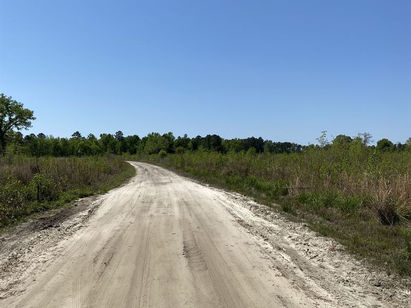 Saint Marks Tract, Compartment : Indiantown : Williamsburg County : South Carolina