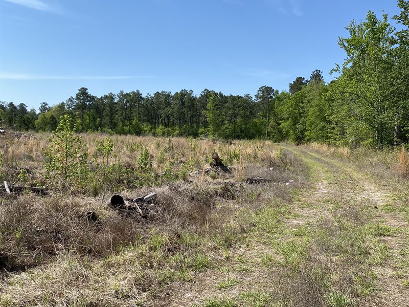 Saint Marks Tract, Compartment : Indiantown : Williamsburg County : South Carolina