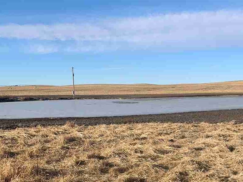 Custer County Waterfowl : Callaway : Custer County : Nebraska