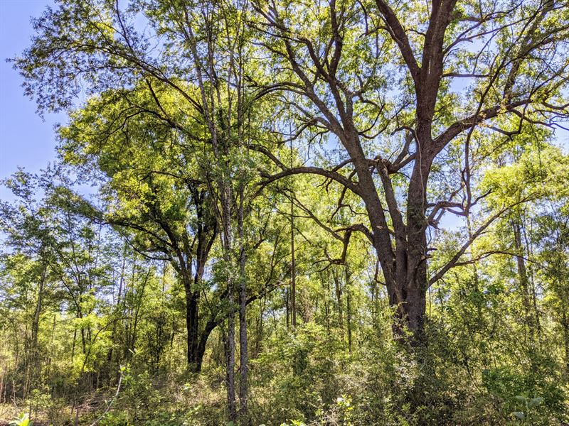 255 Ac Leon Co FL Hardwood Hunting : Tallahassee : Leon County : Florida