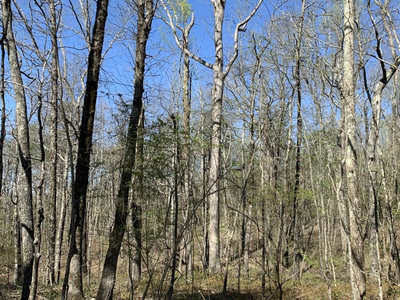 3.1 Acres, Ridgeview Drive : Altoona : Etowah County : Alabama