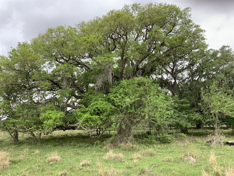 Smalley Ranch : West Columbia : Brazoria County : Texas