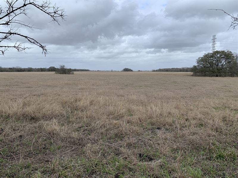 Hay Field Pasture : West Columbia : Brazoria County : Texas