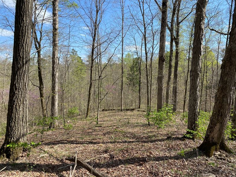 158 Timbered Acres Tompkinsville : Tompkinsville : Monroe County : Kentucky
