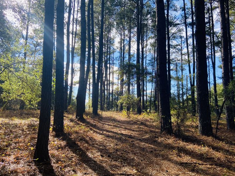 Memphis Road Tract : Metter : Candler County : Georgia