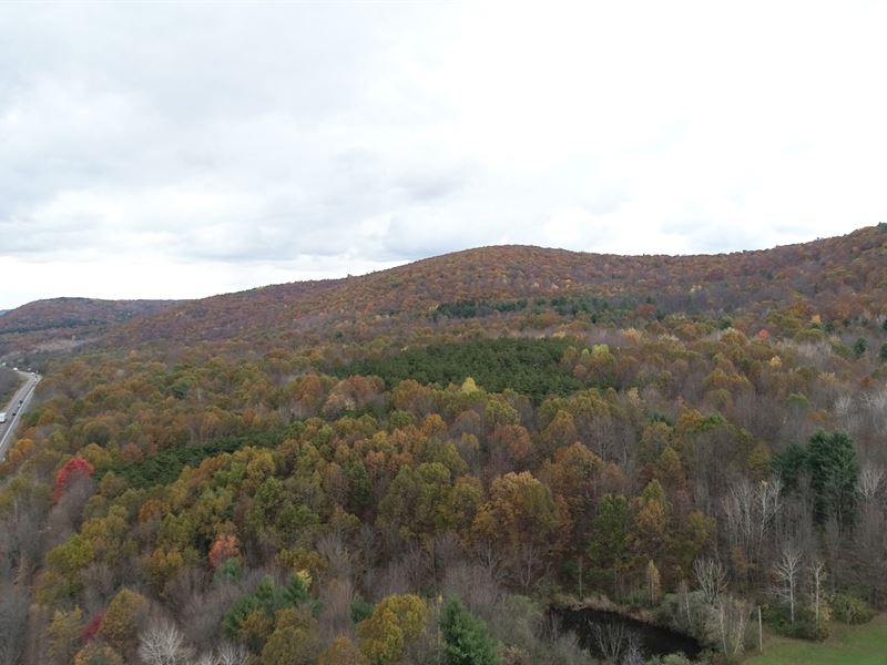 Drivable Trails and Trophy Hunting : Kirkwood : Broome County : New York