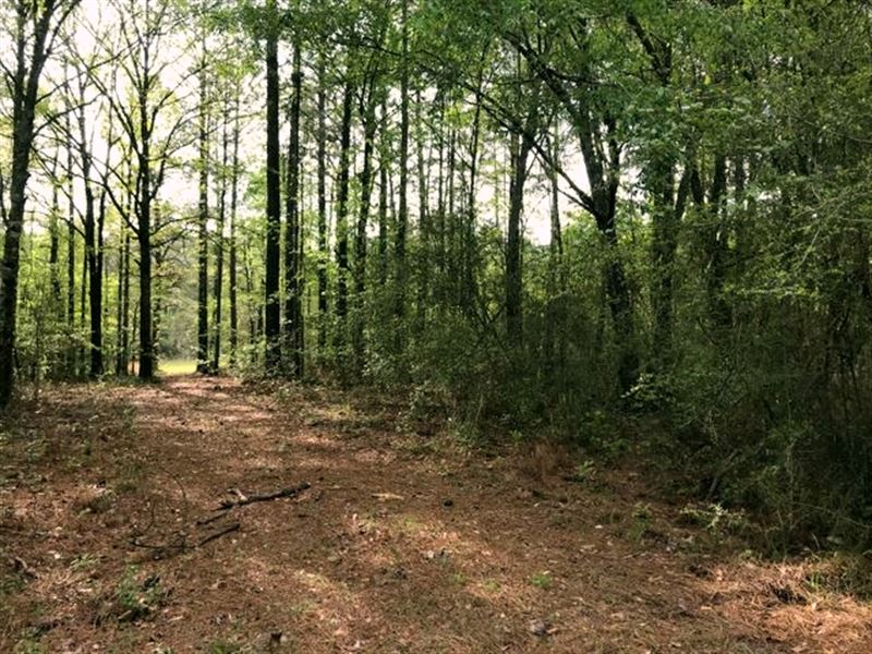 22 Acres Rural Hunting Land for Sal : Hattiesburg : Forrest County : Mississippi