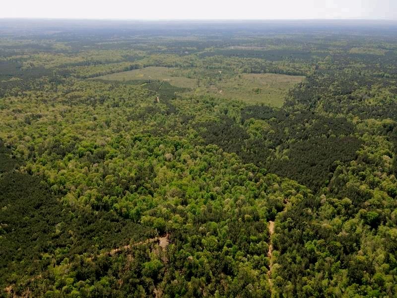 67 Acres Hunting, Timber Land : Meadville : Franklin County : Mississippi