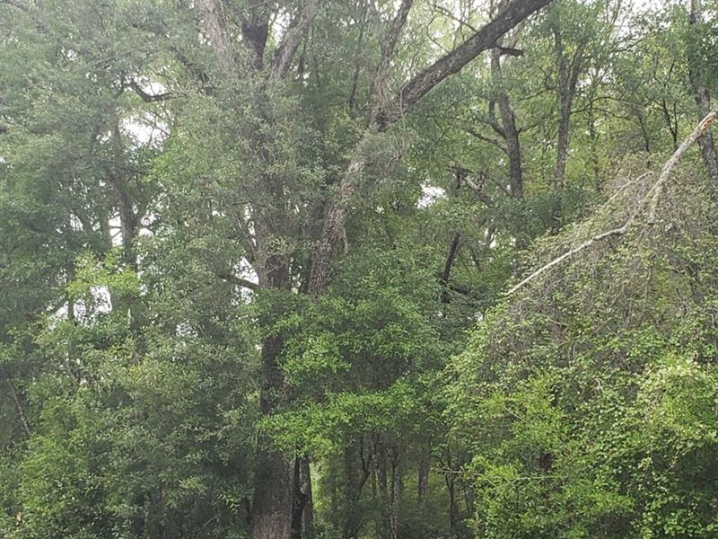 Beautiful Wooded 2.83 Acres Old : Old Town : Dixie County : Florida
