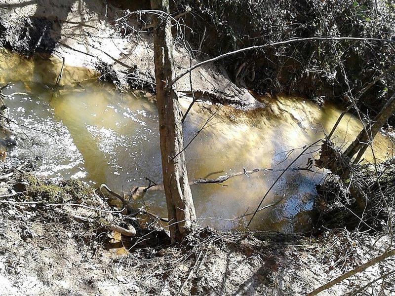 Big Buck Properties : Sweet Water : Marengo County : Alabama