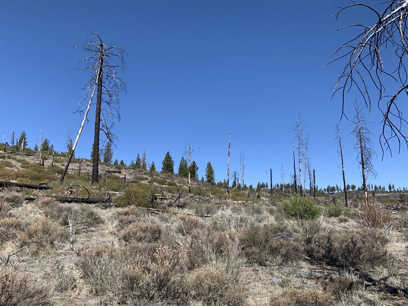 2.36 Acres, New Growth, Public Land : Klamath Falls : Klamath County : Oregon