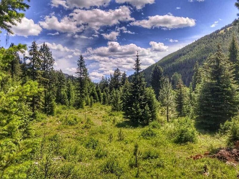 Remote Fisher River : Libby : Lincoln County : Montana