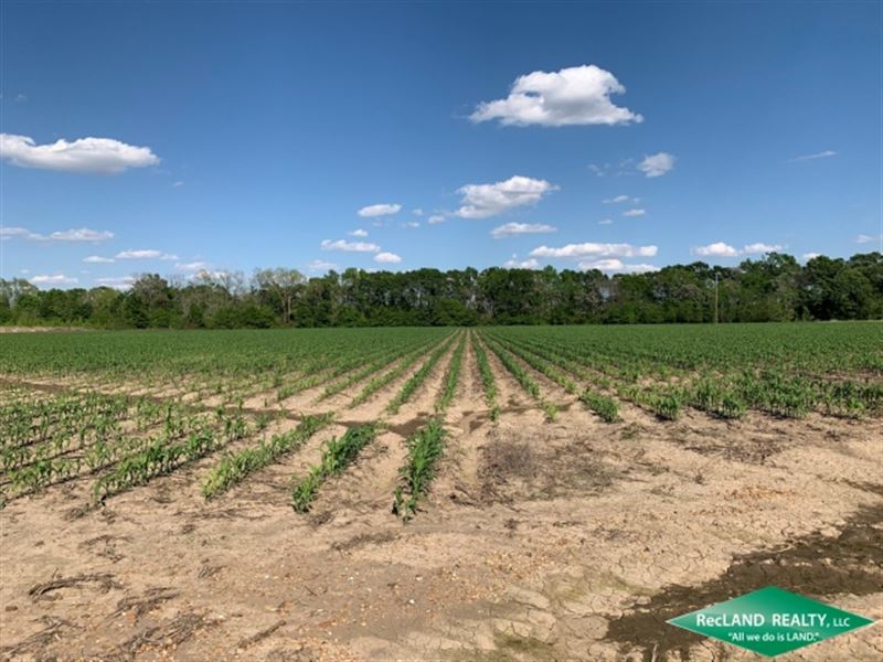 166 Ac, Irrigated Farm With Lease : Wisner : Franklin Parish : Louisiana