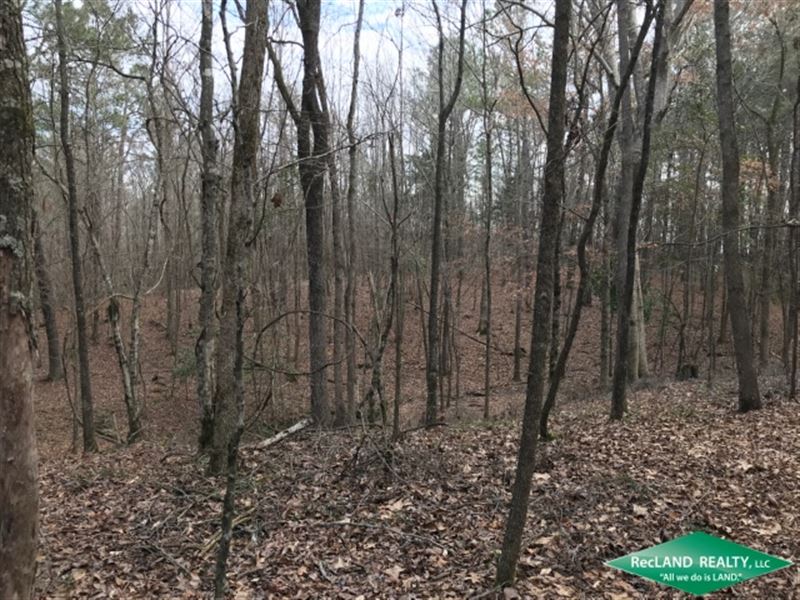 28 Ac, Mixed Hardwood & Pine : Downsville : Union Parish : Louisiana