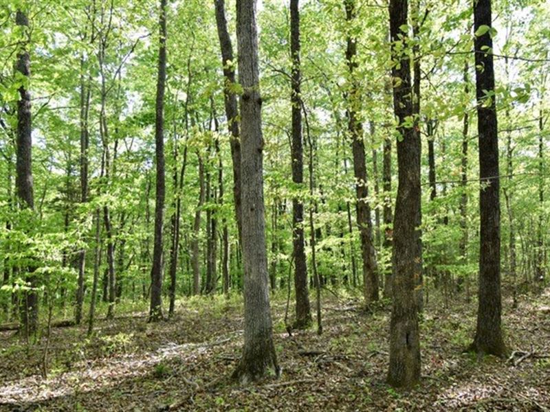 66.49 Acres Hunting Land Hardwood : Linden : Perry County : Tennessee