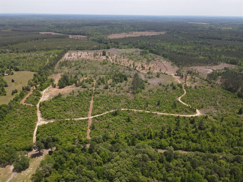 Secluded Hunting Recreational : Jefferson : Cass County : Texas