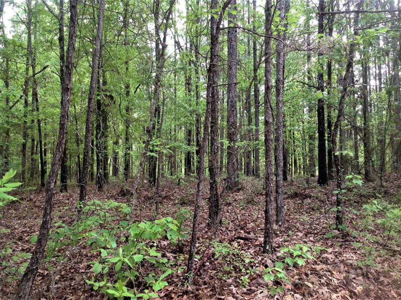 3-031 Hills Chapel Farm : Grady : Montgomery County : Alabama